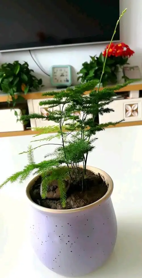 文竹盆栽的养殖方法,文竹的养法(养文竹牢记"5技巧")