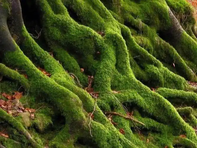 16615苔藓植物是自然界的拓荒者许多苔藓植物都能够分泌一种液体