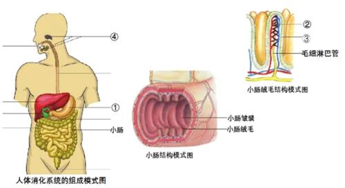 小肠皱襞和小肠绒毛扩大了吸收的面积d .