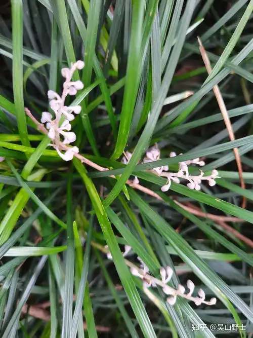 七绝沿阶草平水韵