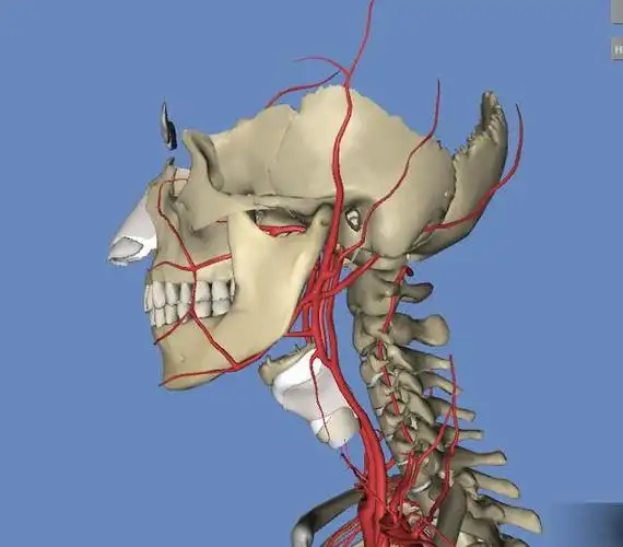 人体3d解剖构造图