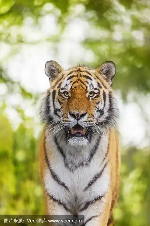 东北虎爆头侧视图