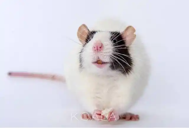 花枝鼠,又名奶牛大白鼠.在美国很受欢迎的宠物品种.