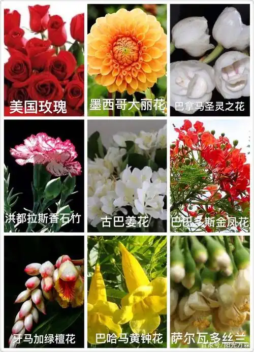 五大洲:主要国家的"国花"名称及形态特征简介