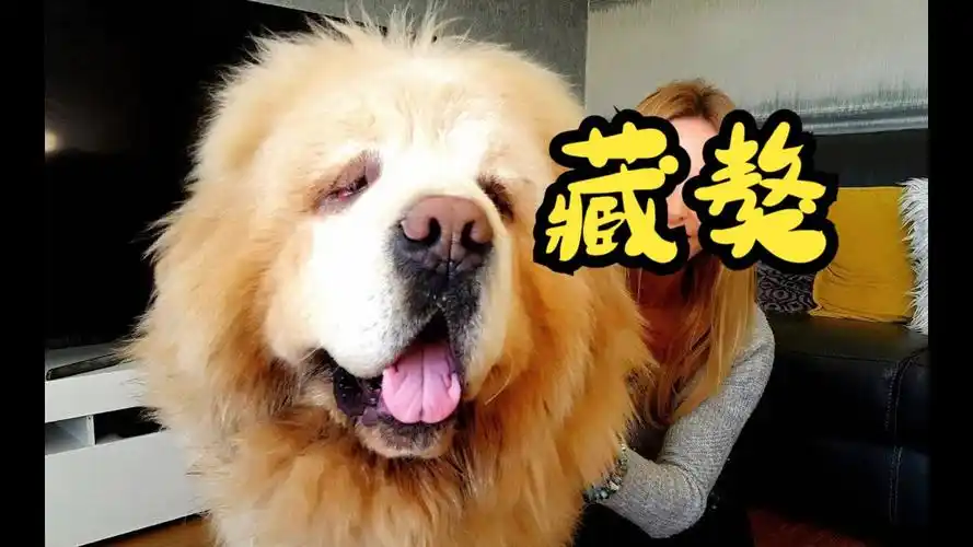 【藏獒】中国藏獒-世界上最昂贵的狗
