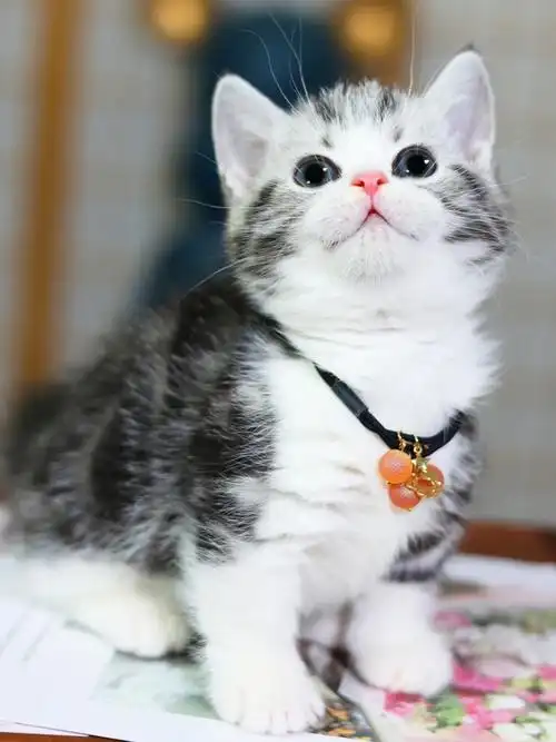 360度没有任何死角 颜值天花板#银白起司矮脚猫  #起司曼基康矮脚猫