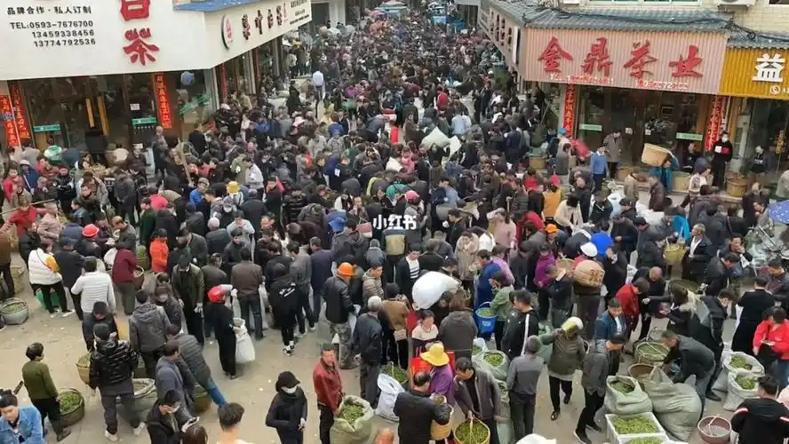 福鼎白茶原厂地茶青交易市场