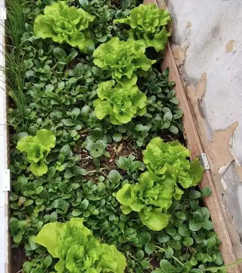 露台院子种菜图片,露台花园布置技巧