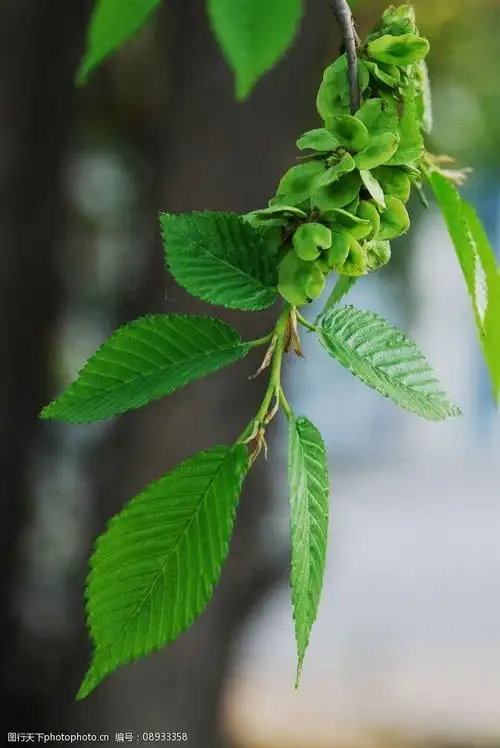 关键词:榆树钱 根河市 夏天 榆树 花 叶子 树枝 树木树叶 生物世界