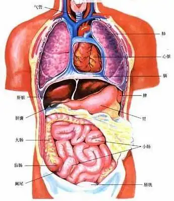 心脏在人体的位置图 体积约相当于一个拳头大小重