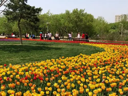 赏长春公园郁金香