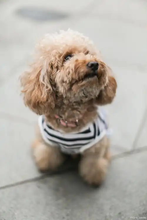 泰迪可以吃西瓜吗(泰迪夏天不爱动,可能就是因为这些原因,主人要尽量