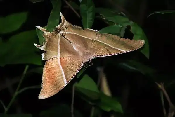好看的黑色蛾子(大蛾子居然这么好看)(6)
