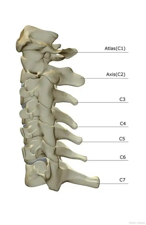 颈椎病究竟是怎么回事?今天带大家认识认识
