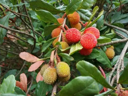 夏日里,摘野杨梅,煮酸梅汤,泡杨梅酒,是很多昆明人喜欢做的事