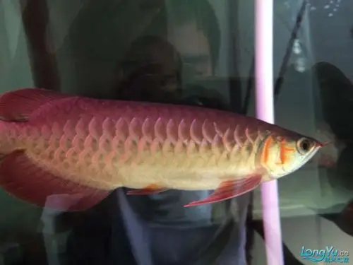 红龙鱼一面发色一面没的问题