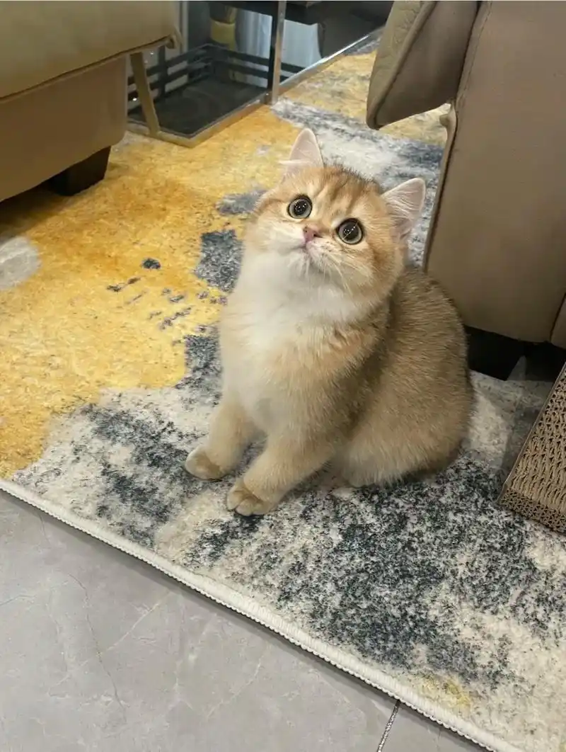 我们是金渐层不是橘猫,不是橘猫,图为幼年vs成年面长相变化# - 抖音