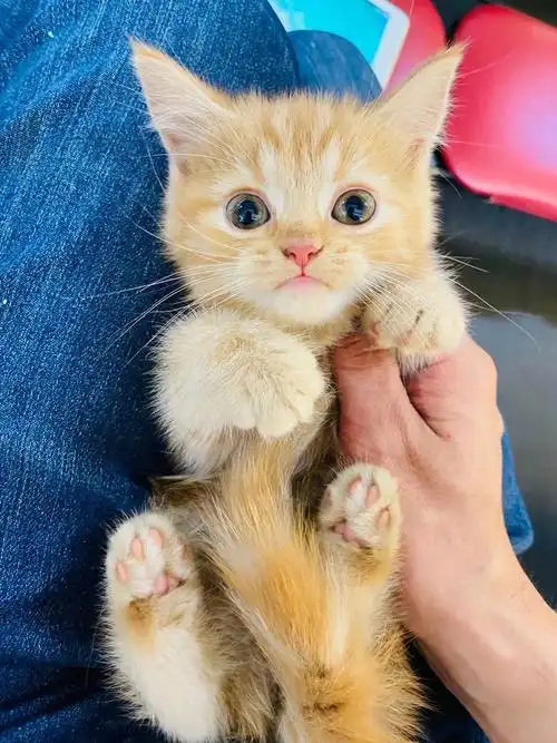 日本橘猫曼基康中足妹妹