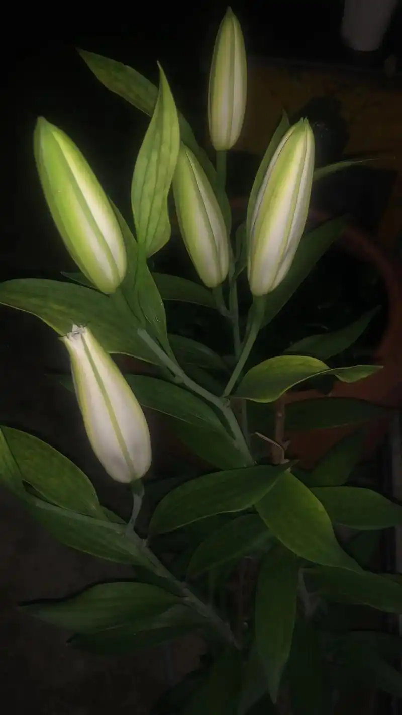百合花 #香水百合 记录老公养的第一株白色百合盛开的过程. - 兑趑
