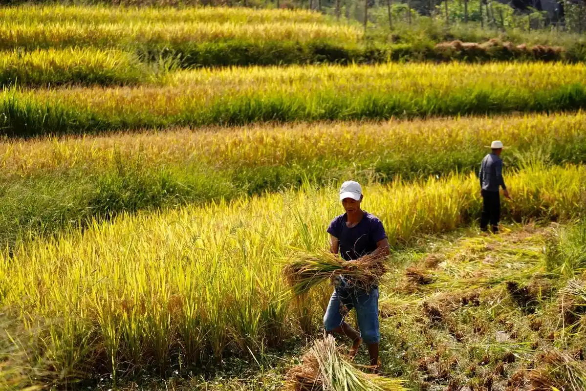 365摄影训练287day#农忙秋收 #粒粒皆辛苦 - 抖音