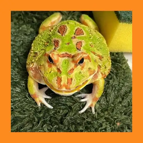 绿不嗖颜色越长大越奇怪04#角蛙 #宇治角蛙 #魔瞳 #小屋设计