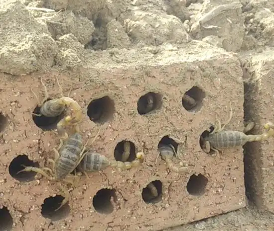 蝎子养殖引种技巧,什么样的蝎子可以饲养?