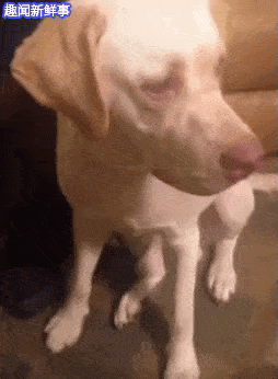 萌物gif动态图可爱萌宠动态图片集锦第五期80张