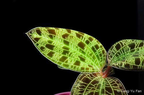 【闪电宝石兰 金线莲 电光宝石】雨林缸造景 趣味绿植