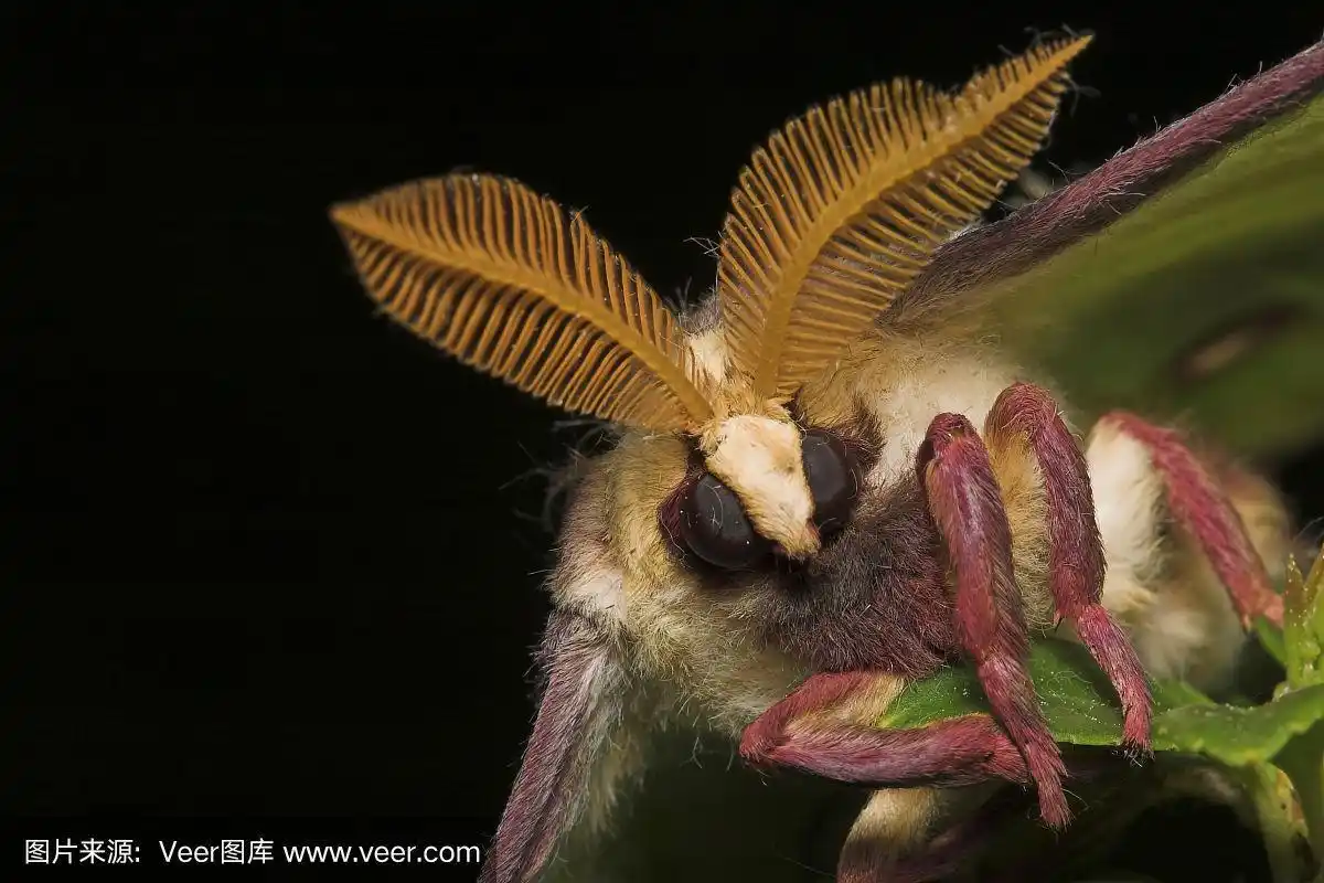 月神蛾,触角,毛皮,蛾,水平画幅