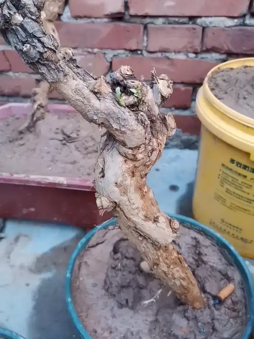 共46 件枸杞桩相关商品