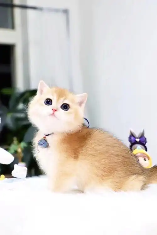 金渐层ny11弟弟. 来自曼基康矮脚猫短腿猫异短拿破仑猫 - 微博