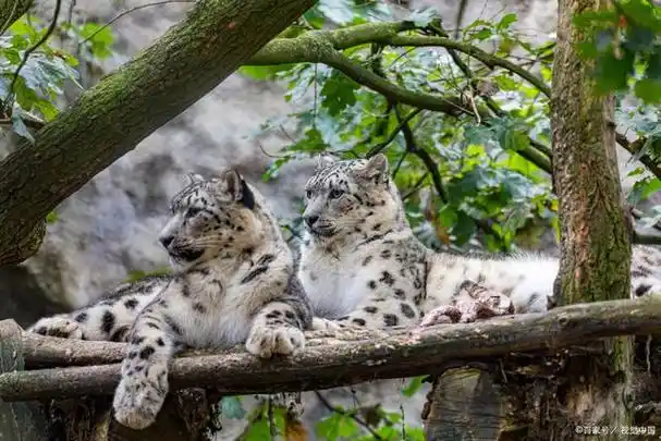 雪豹和黑豹:两种神秘的大猫如何适应和保护自己的生活