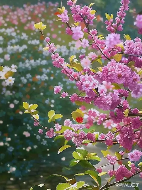 浪漫紫荆花,惊艳四月天.