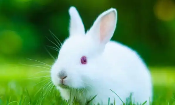 2,属兔的年龄表年多大:年兔子多大