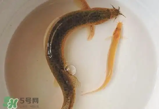 泥鳅吃什么?泥鳅吃什么食物