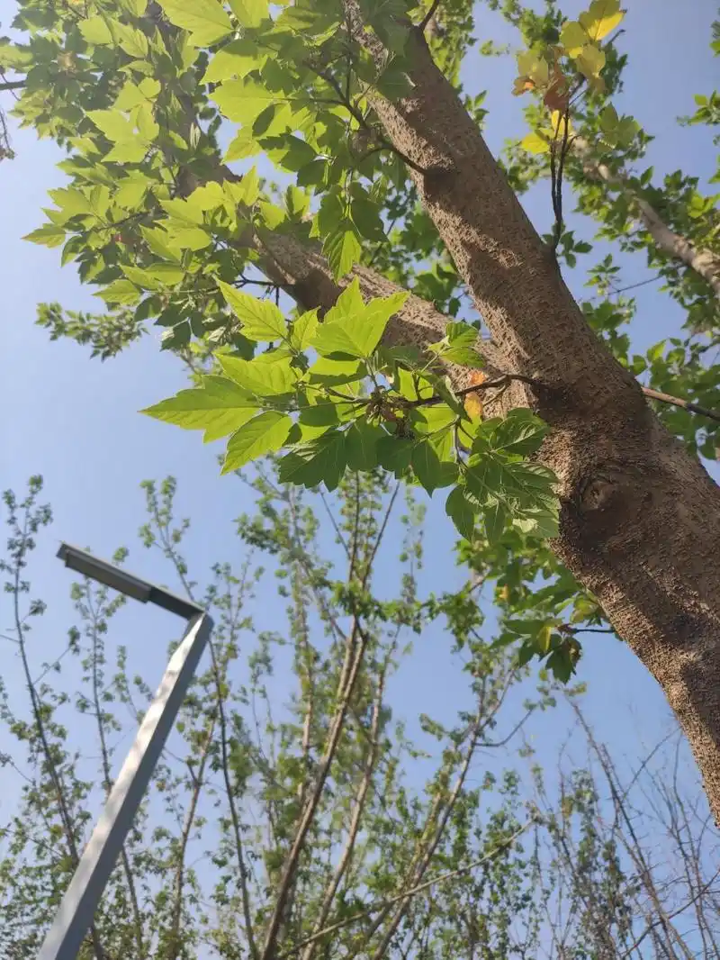 复叶槭,学名梣叶槭