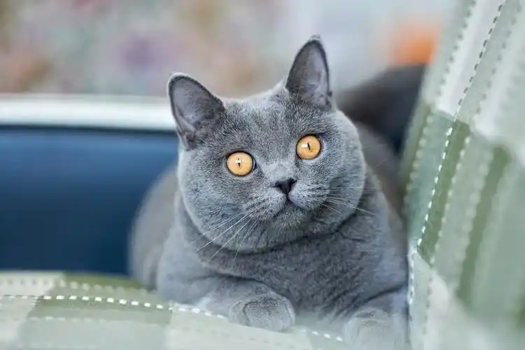 cats british shorthair glance grey snout animals photo 2560x1706