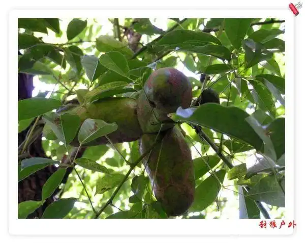 客家话,黄狗囹是什么植物,能吃的一种