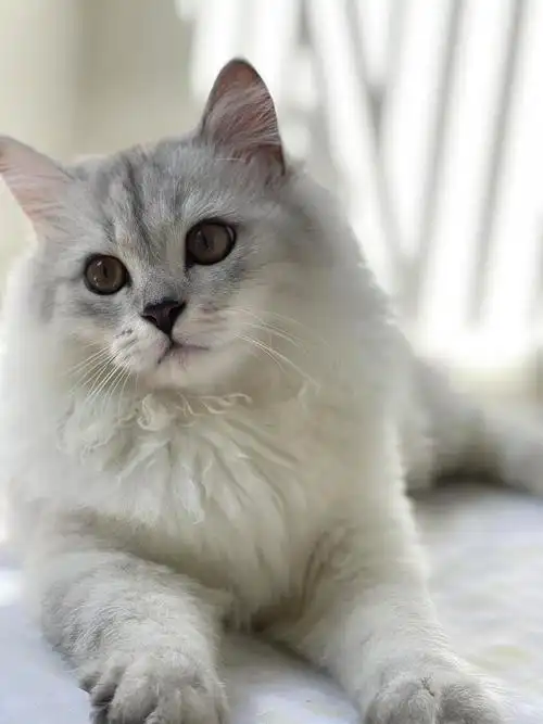 家养长毛银渐层弟弟相亲啦