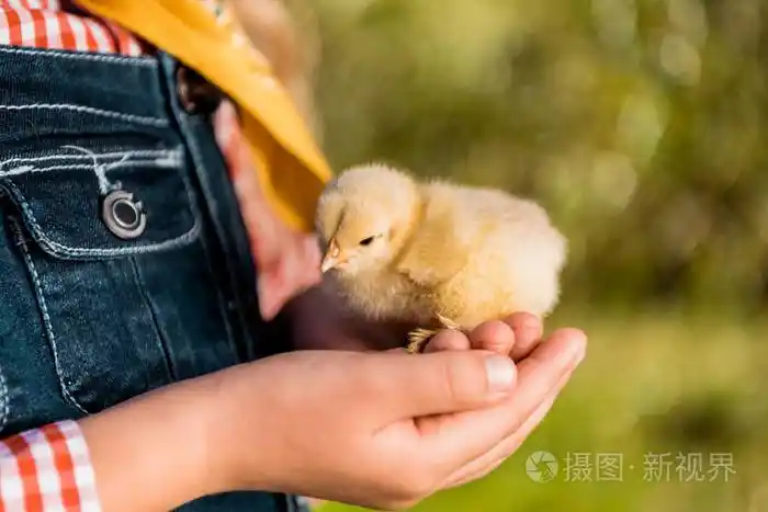 孩子抱着可爱的黄色宝贝小鸡户外的裁剪图像