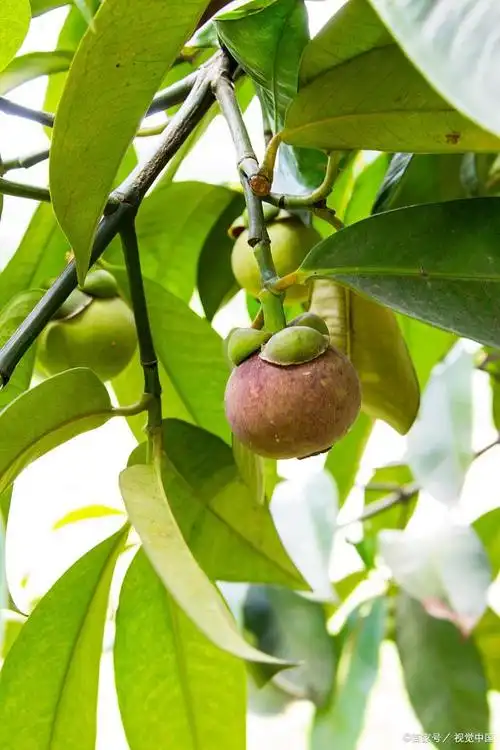 山竹树长什么样?