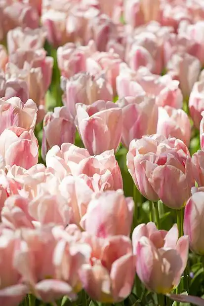 美丽的粉红色郁金香花自然领域