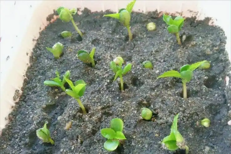 车厘子树苗图片(车厘子种子怎样处理才能发芽) - 赤虎壹号