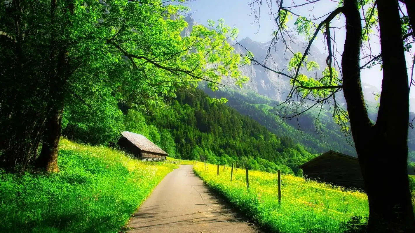 绿色护眼高清图片壁纸