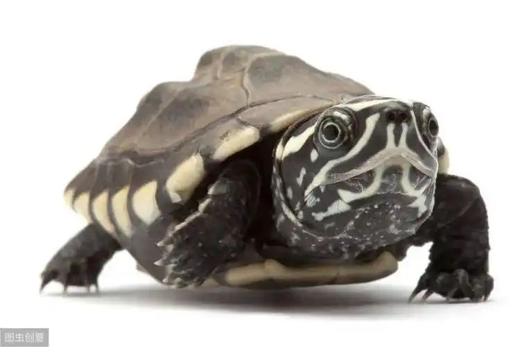 六,麝香龟的繁殖一般在冬眠结束以后麝香龟就开始了