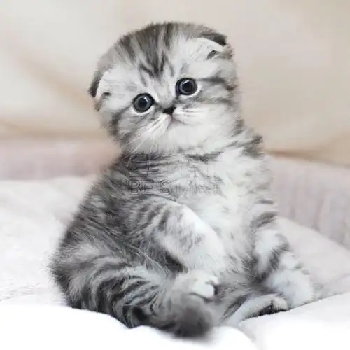 宠多熊宠物活体小猫咪苏格兰折耳猫蓝虎斑渐层英短折耳幼猫幼崽3
