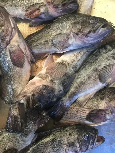 海里的黑鱼  95/2斤 清蒸   红烧   做汤