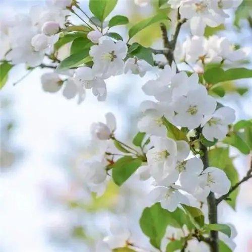 素雅清新花朵头像 花的头像 风景 清新 淡雅_植物头像_头像屋