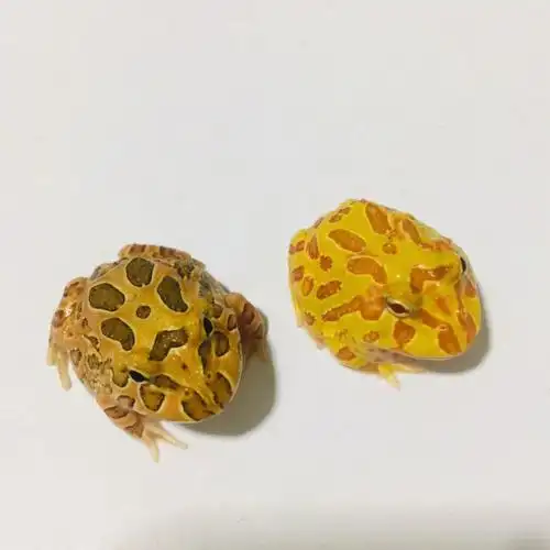 聊聊冷门宠物蛙嘴大吃四方的南美角蛙