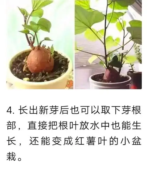 河口小学科学空中课堂"种植春天"《水培红薯对比实验》5年级版